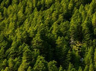 Teilwald in Nassereith – Ein Naturjuwel zum Erwerb!, 60000 €, Immobilien-Grund und Boden in 6465 Gemeinde Nassereith