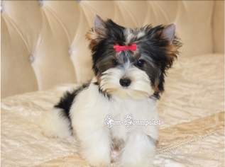 Reinrassige Biewer Yorkshire Terrier Welpen. Verschiedene Große Reinrassige Biewer Yorkshire Terrier Welpen. Verschiedene Große