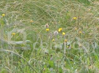 Sonniges Grundstück in ruhiger Lage, 515000 €, Immobilien-Grund und Boden in 1220 Donaustadt