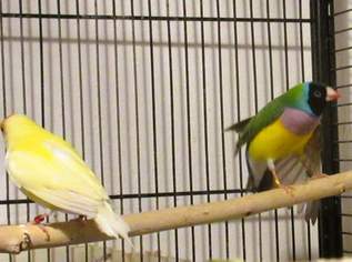  Ein Paar Gouldamadinen.