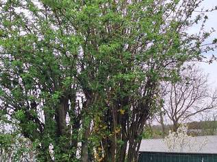 Garten, 1080 €, Immobilien-Grund und Boden in 3100 Waitzendorf Garten, 1080 €, Immobilien-Grund und Boden in 3100 Waitzendorf