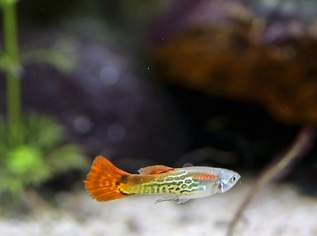 Guppies fast zum Verschenken, 1 €, Marktplatz-Tiere & Tierbedarf in 1220 Donaustadt Guppies fast zum Verschenken, 1 €, Marktplatz-Tiere & Tierbedarf in 1220 Donaustadt
