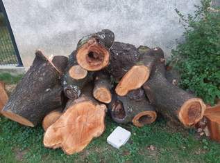 Kirschbaum stämme Kirschbaum stämme