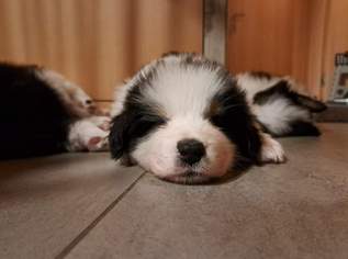 Australian Shepherd Welpen - White Creek Wave Aussies mit Stammbaum Australian Shepherd Welpen - White Creek Wave Aussies mit Stammbaum