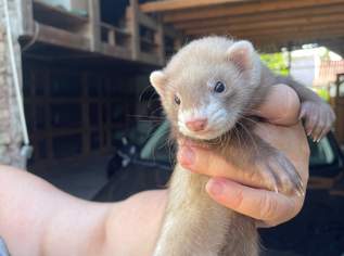 Frettchen , 100 €, Marktplatz-Tiere & Tierbedarf in 2423 Deutsch Jahrndorf