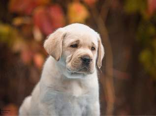  Labrador Retriever Welpen in verantwortungsvolle Hände abzugeben 