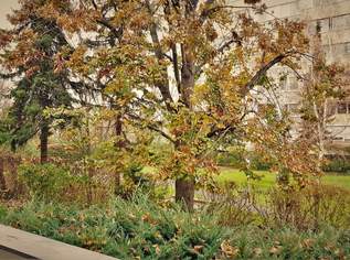 Bad´ner Wohnung: eine coole- gleich um´s Eck der Fachhochschule!, 1400 €, Immobilien-Wohnungen in 2500 Gemeinde Baden