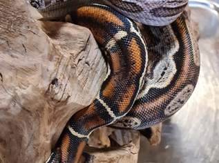 Motley Albino Boa