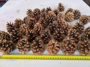 Zapfen - Weihnachtsdeko - Pockerl