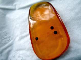 Old Amber, Bernstein