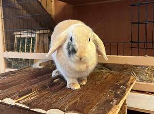 Lara und Loki samt Hope suchen Lebensplatz! Lara und Loki samt Hope suchen Lebensplatz!