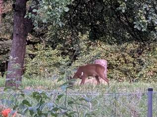Wollen Sie in der Natur leben und Rehe vom eigenen Garten beobachten ? Besichtigung am Freitag 4.7. zwischen 18:00 und 19:30 möglich, 314000 €, Immobilien-Wohnungen in Oberösterreich