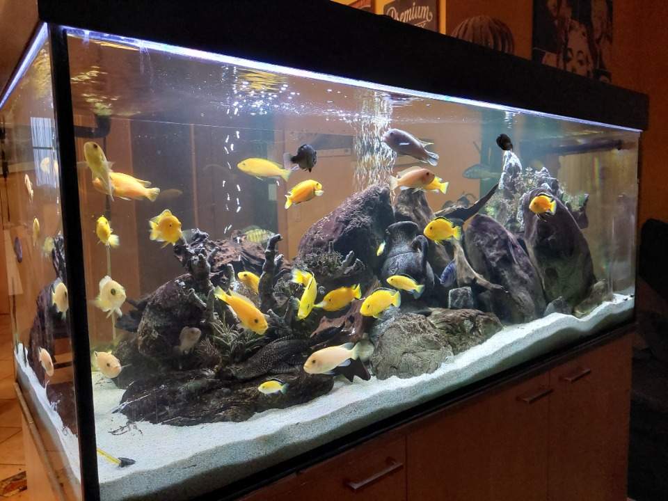 Aquarium 650l 