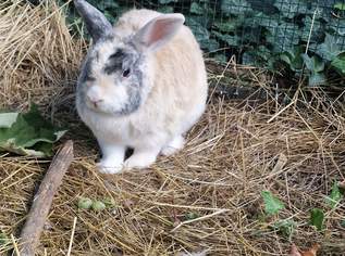 Zwergkaninchen männlich, 0 €, Marktplatz-Tiere & Tierbedarf in 2500 Gemeinde Baden