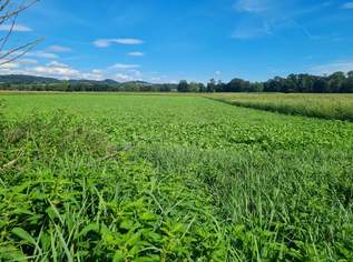 Grundstück im Grünland: Nachhaltige Möglichkeiten für ertragreichen Anbau, 73000 €, Immobilien-Grund und Boden in 4341 Arbing