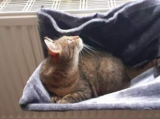 Heizkörper Katzenbett Heizkörper Katzenbett