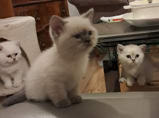 Entzückende British Colourpoint Kitten mit Echtheitszertifikat vom KKÖ, 1100 €, Marktplatz-Tiere & Tierbedarf in 4840 Vöcklabruck Entzückende British Colourpoint Kitten mit Echtheitszertifikat vom KKÖ, 1100 €, Marktplatz-Tiere & Tierbedarf in 4840 Vöcklabruck