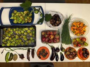 Suche Gartenmitbenutzung gegen Mithilfe und Anbau und Tausch von Gemüse und Obst Suche Gartenmitbenutzung gegen Mithilfe und Anbau und Tausch von Gemüse und Obst