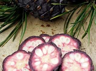 Zirbenzapfen 2026 Zirbenzapfen 2026