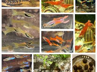 Guppys, Garnelen, Schnecken, Barsche, Channa, 2 €, Marktplatz-Tiere & Tierbedarf in 2603 Felixdorf Guppys, Garnelen, Schnecken, Barsche, Channa, 2 €, Marktplatz-Tiere & Tierbedarf in 2603 Felixdorf