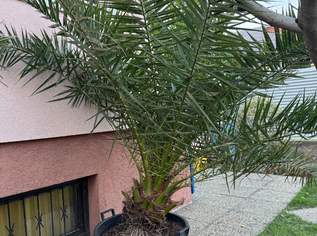 Schöne Kanarische Dattelpalmen Schöne Kanarische Dattelpalmen