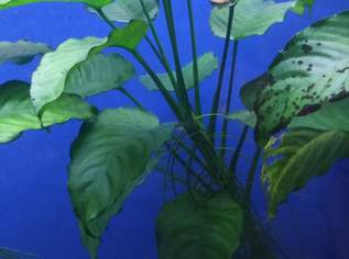 Wasserpflanze Anubia