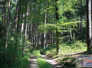 Schöner größerer Waldbesitz!, 0 €, Immobilien-Gewerbeobjekte in 3681 Gemeinde Hofamt Priel