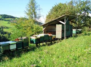 Bienenjungvölker, 110 €, Marktplatz-Tiere & Tierbedarf in 9470 Sankt Paul im Lavanttal Bienenjungvölker, 110 €, Marktplatz-Tiere & Tierbedarf in 9470 Sankt Paul im Lavanttal