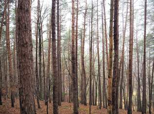 Erholsamer Wald in Deutsch Kaltenbrunn