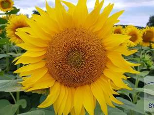 Baugrund in Großweikersdorf!, 0 €, Immobilien-Grund und Boden in 3701 Großweikersdorf Baugrund in Großweikersdorf!, 0 €, Immobilien-Grund und Boden in 3701 Großweikersdorf