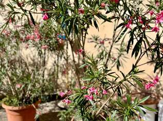 Oleander, 10 €, Haus, Bau, Garten-Balkon & Garten in 2013 Göllersdorf