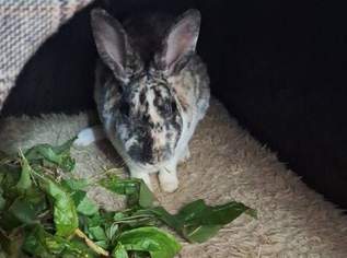 Hope, ihr Bub und ihr Enkerl Mucki suchen Bestplatz!, 130 €, Marktplatz-Tiere & Tierbedarf in 2320 Schwechat