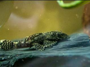 Antennenwels - Ancistrus dolichopterus