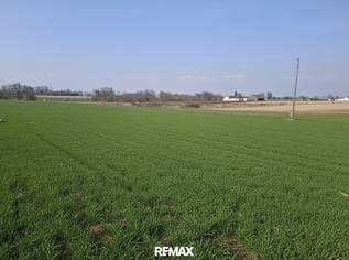 Sonniger & ebener Baugrund in Altheim ohne Bauzwang, 135000 €, Immobilien-Grund und Boden in 4950 Altheim