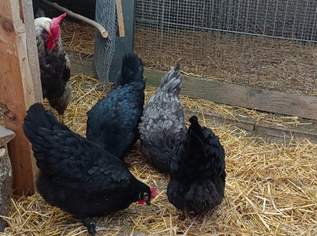 Marans Küken Marans Küken
