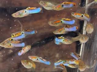 Guppys, Garnelen, Schnecken, Barsche, Channa, 5 €, Marktplatz-Tiere & Tierbedarf in 2603 Felixdorf Guppys, Garnelen, Schnecken, Barsche, Channa, 5 €, Marktplatz-Tiere & Tierbedarf in 2603 Felixdorf