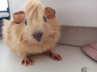 Meerschweinchen, 35 €, Marktplatz-Tiere & Tierbedarf in 8020 Graz