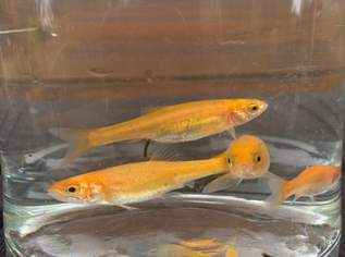 Goldelritzen 3-6 cm, 0.5 €, Marktplatz-Tiere & Tierbedarf in 3843 Dobersberg