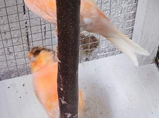 Verkaufe 2 orange Kanarien von 06/2026., 30 €, Marktplatz-Tiere & Tierbedarf in 7000 Kleinhöflein