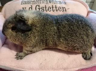 Wolly Cuy Riesenmeerschweinchen, 200 €, Marktplatz-Tiere & Tierbedarf in 3350 Gemeinde Haag