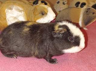 Wolly Cuy , 120 €, Marktplatz-Tiere & Tierbedarf in 3350 Gemeinde Haag Wolly Cuy , 120 €, Marktplatz-Tiere & Tierbedarf in 3350 Gemeinde Haag