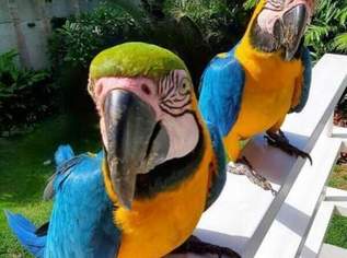 Schöne blaue und goldene Maas erhältlich, 500 €, Marktplatz-Tiere & Tierbedarf in 1100 Favoriten Schöne blaue und goldene Maas erhältlich, 500 €, Marktplatz-Tiere & Tierbedarf in 1100 Favoriten