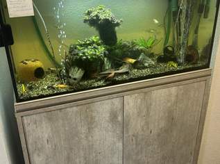 Aquarium 240 Liter, 250 €, Marktplatz-Tiere & Tierbedarf in 8045 Weinitzen