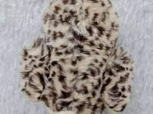 Steiff Stofftier Eule Wittie ca 19cm, mit Steiff Knopf und gelbe Fahne am Flügel, FIXPREIS 25€/ NUR SELBSTABHOLUNG,23 Bez. KEIN Versand!