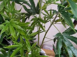 Kunststoff! Hanfpflanze 1 m hoch, 50 €, Haus, Bau, Garten-Balkon & Garten in 1220 Donaustadt