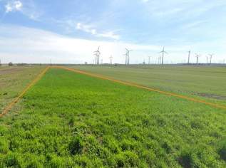 Ortsrandlage 2 Grundstücke mit ~ 2 ha 6,625 € / m² FP, 126500 €, Immobilien-Gewerbeobjekte in 2404 Gemeinde Petronell-Carnuntum Ortsrandlage 2 Grundstücke mit ~ 2 ha 6,625 € / m² FP, 126500 €, Immobilien-Gewerbeobjekte in 2404 Gemeinde Petronell-Carnuntum