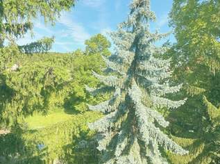 Wohnen, im Herzen von Baden – -Zentrale 3-Zimmer-Wohnung mit Atelier-Charme, 229000 €, Immobilien-Wohnungen in 2500 Gemeinde Baden
