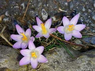 KLEIN ABER FEIN! INKLUSIVE KÜCHE!, 344.14 €, Immobilien-Wohnungen in 8600 Bruck an der Mur KLEIN ABER FEIN! INKLUSIVE KÜCHE!, 344.14 €, Immobilien-Wohnungen in 8600 Bruck an der Mur