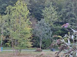 Leistbares Baugrundstück am Waldrand in Höf-Präbach! Ruhe, Sonne & Natur vor der Haustür!, 0 €, Immobilien-Grund und Boden in 8063 Höf-Lembach