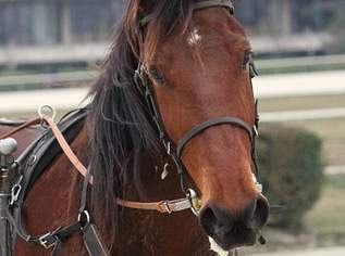 Herzenspferd, 3000 €, Marktplatz-Tiere & Tierbedarf in 3462 Gemeinde Königsbrunn am Wagram